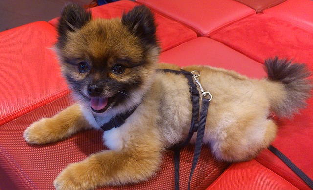 狗 矮人斯皮茨 波 Pom - 上的免费照片