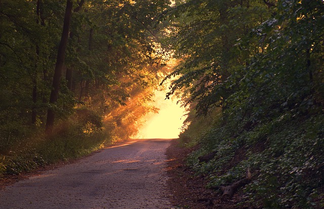 森林 小路 日落 - 上的免费照片