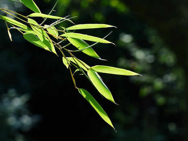 竹子 竹叶 树叶 - 上的免费照片