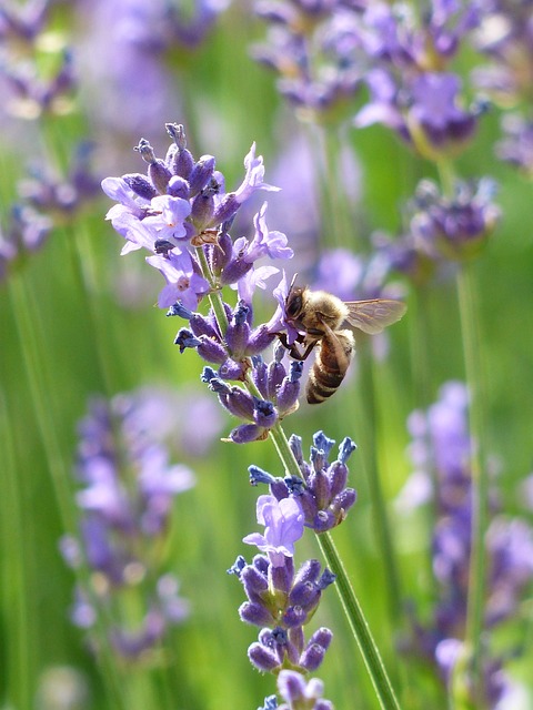 蜜蜂 昆虫 薰衣草 - 上的免费照片