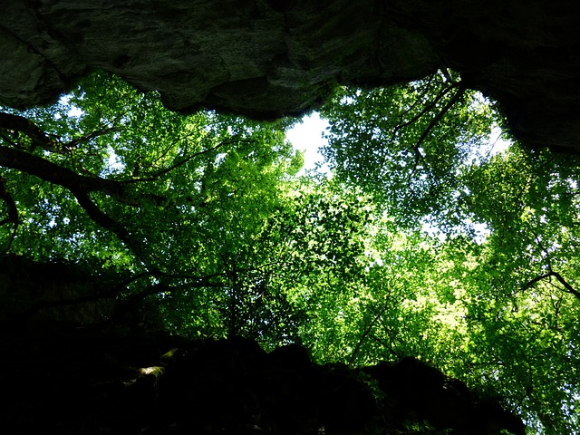 林冠 树木 绿色 - 上的免费照片
