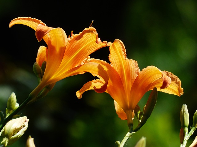 黄花菜 百合花 黄红色黄花菜 - 上的免费照片