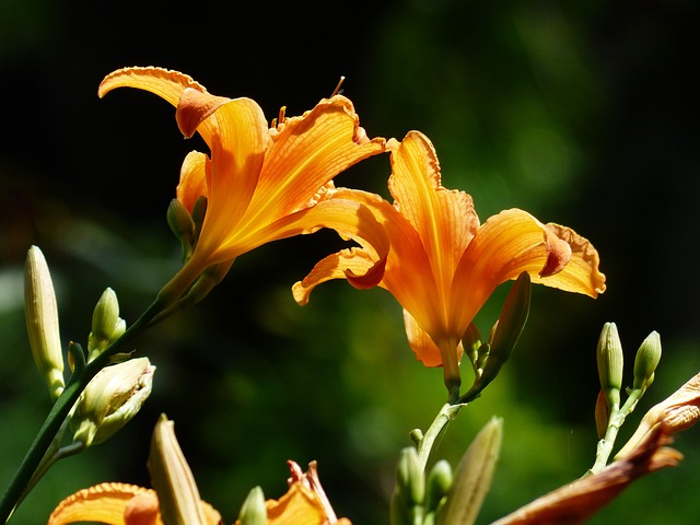 黄花菜 百合花 黄红色黄花菜 - 上的免费照片