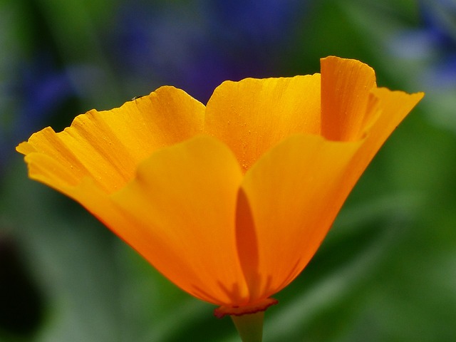 Eschscholzia 夜蛾 罂粟 开花 - 上的免费照片