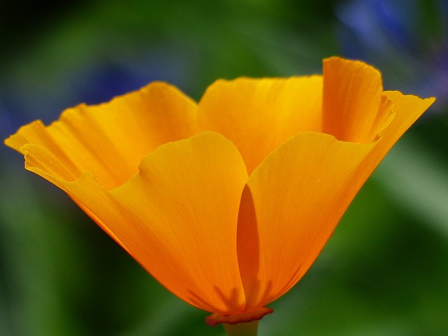 Eschscholzia 夜蛾 罂粟 开花 - 上的免费照片