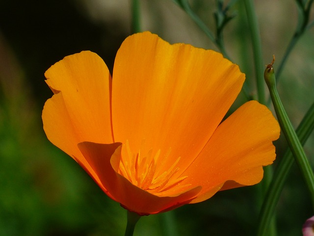 Eschscholzia 夜蛾 罂粟 开花 - 上的免费照片