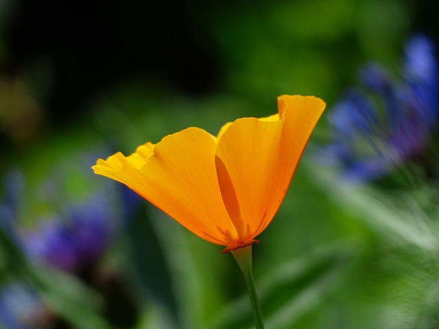 Eschscholzia 夜蛾 罂粟 开花 - 上的免费照片