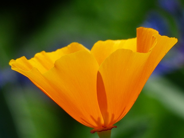 Eschscholzia 夜蛾 罂粟 开花 - 上的免费照片
