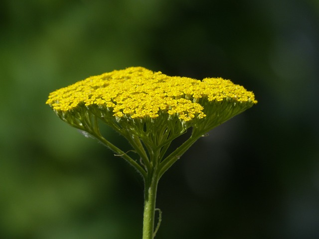 Fernleaf 花 开花 - 上的免费照片