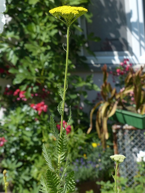 Fernleaf 花 开花 - 上的免费照片