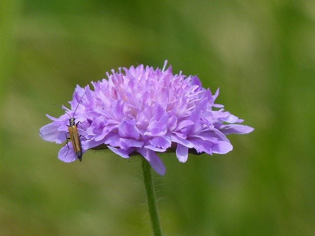 外地 Scabious 开花 尖花 - 上的免费照片