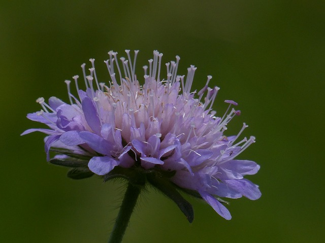 外地 Scabious 开花 尖花 - 上的免费照片