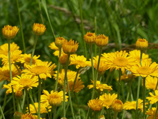 鲜花 开花 黄色 - 上的免费照片