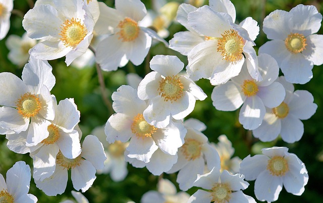 花朵 雪花莲花 花园 - 上的免费照片