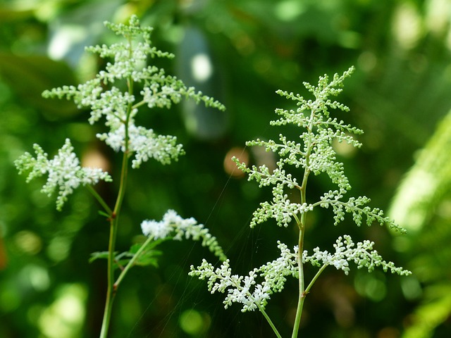 森林山羊的胡子 Aruncus 精子 灌木 - 上的免费照片