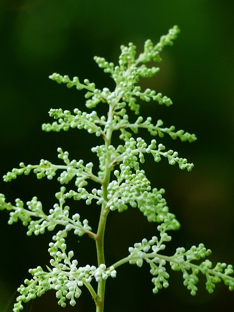 森林山羊的胡子 Aruncus 精子 灌木 - 上的免费照片