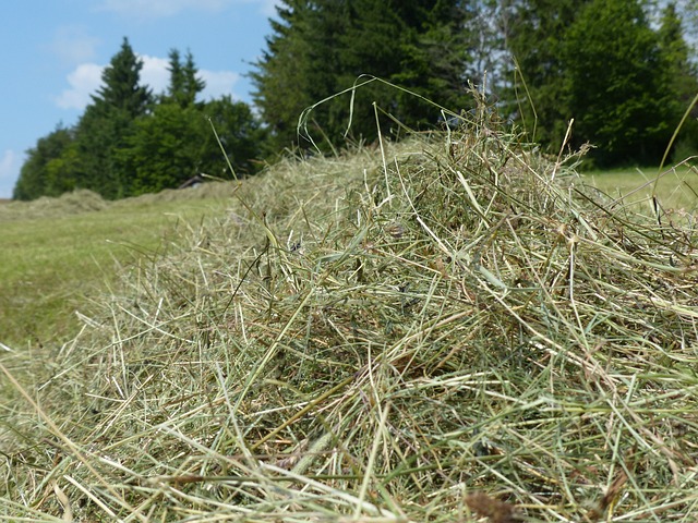 干草 草 干燥 - 上的免费照片