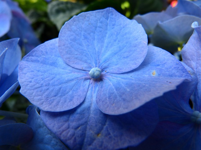 绣球花 花 开花 - 上的免费照片