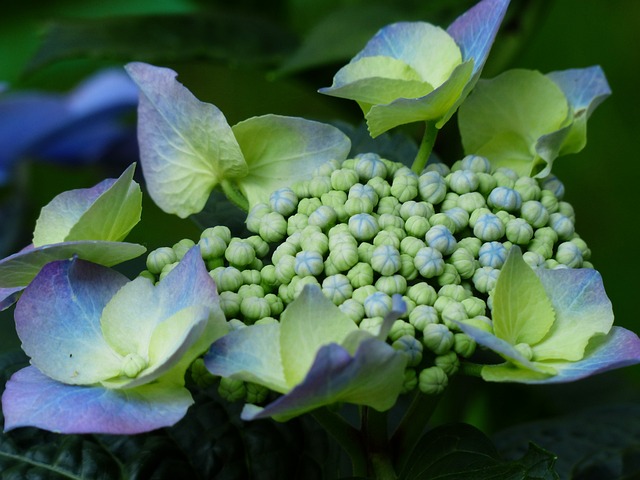 绣球花 芽 花 - 上的免费照片