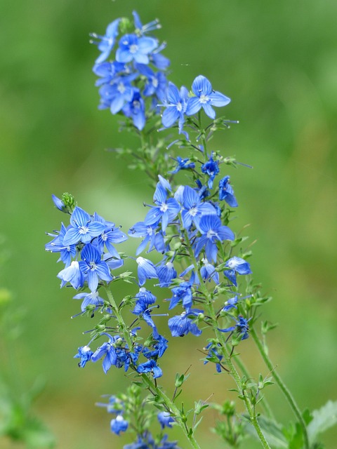 大斯皮德韦尔 维罗妮卡 Teucrium 开花 - 上的免费照片