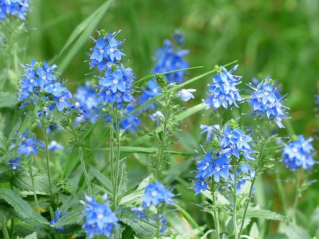 大斯皮德韦尔 维罗妮卡 Teucrium 开花 - 上的免费照片