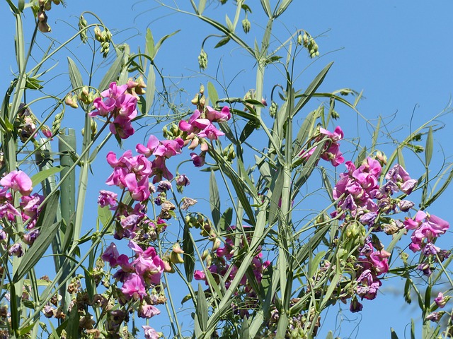 山黧豆芋 开花 花 - 上的免费照片