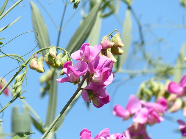 山黧豆芋 开花 花 - 上的免费照片