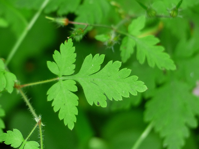 树叶 绿色 草本植物 Ruprecht - 上的免费照片
