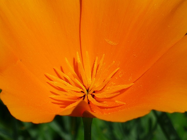 雄蕊 花粉 蜂花粉 Eschscholzia - 上的免费照片