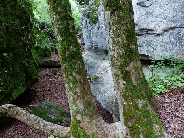 树干 树木 岩石 - 上的免费照片