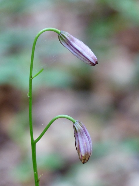 土耳其人的章莉莉 芽 粉色的 - 上的免费照片