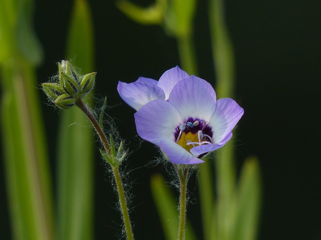 Vogelaeuglein Gilia 三色 花 - 上的免费照片