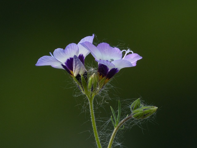 Vogelaeuglein Gilia 三色 花 - 上的免费照片