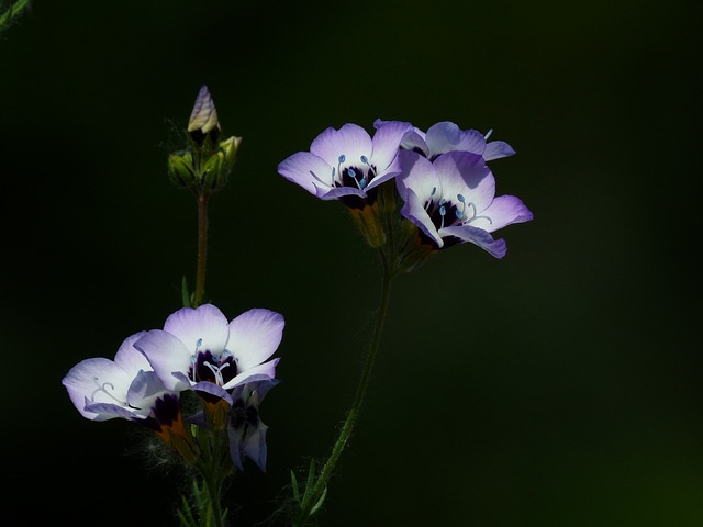 Vogelaeuglein Gilia 三色 花 - 上的免费照片