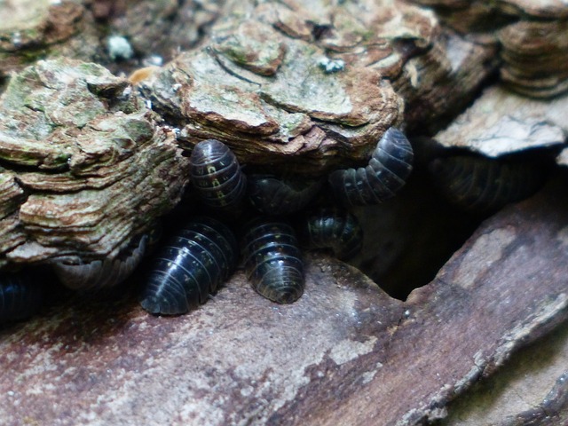 潮虫 陆生 Isopods Oniscidea - 上的免费照片