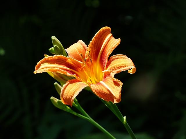 黄红色黄花菜 百合 萱草 - 上的免费照片