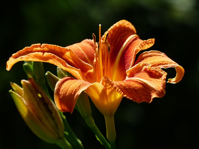 黄红色黄花菜 百合 萱草 - 上的免费照片