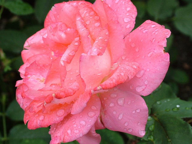 玫瑰 花 露 - 上的免费照片