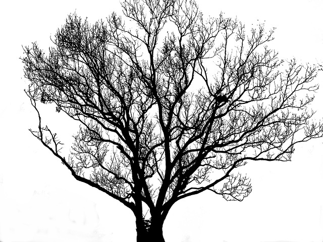 树 侧影 黑 - 上的免费照片