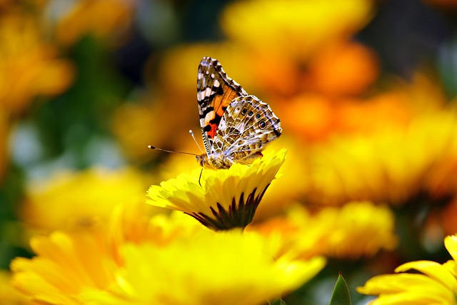 蝴蝶 昆虫 花园 - 上的免费照片