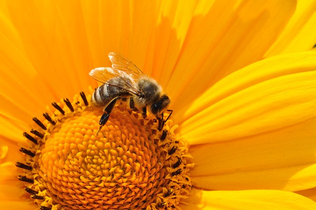 蜜蜂 昆虫 花 - 上的免费照片