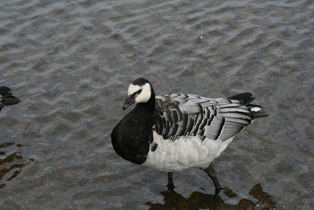 Branta Leucopsis 动物白额黑雁 - 上的免费照片