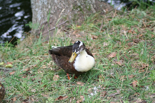 鸭 凫 鸟 - 上的免费照片