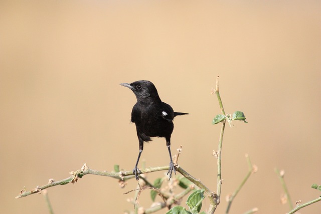 鸟 动物 乌黑聊天 - 上的免费照片