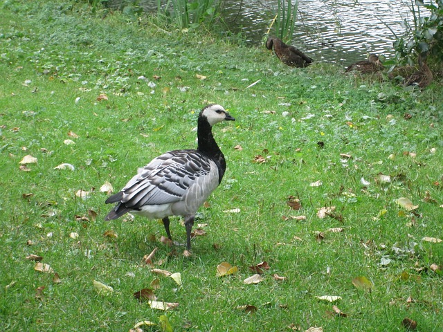 Branta Leucopsis 藤壶鹅 鸟 - 上的免费照片