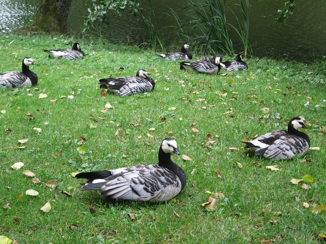 Branta Leucopsis 鸟类 动物 - 上的免费照片
