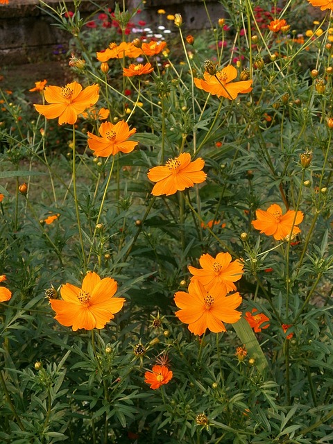 硫磺菌原宇宙 宇宙 橙花 - 上的免费照片