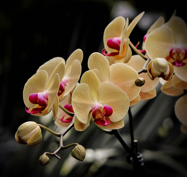 蝴蝶兰 花朵 黄色 - 上的免费照片