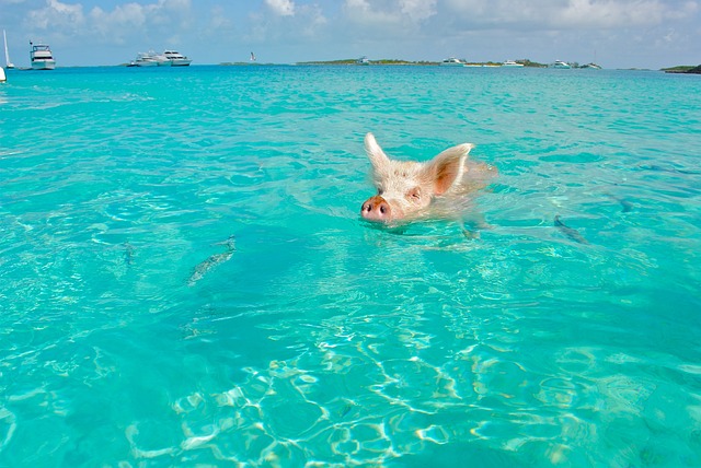 Staniel 岛 游泳的猪 Exumas - 上的免费照片