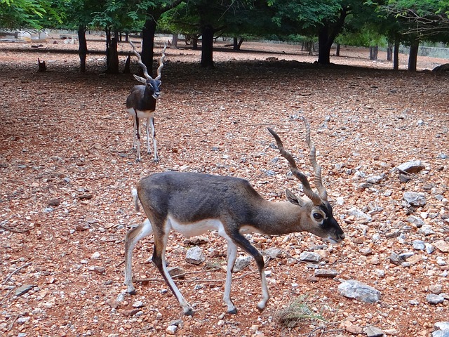 Blackbuck 卡拉希兰 动物 - 上的免费照片